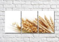 Pictură Rainbow Wheat grains and ears of wheat on a white background (500321)