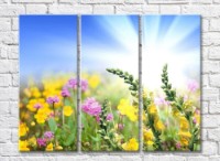 Pictură Rainbow Wildflowers against the sky and the sun s rays (500533)