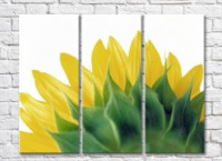 Pictură Rainbow Yellow and green sunflower petals (500284)