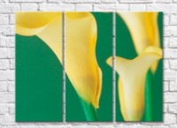 Pictură Rainbow Yellow calla flowers on a green background (500297)