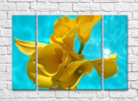 Pictură Rainbow Yellow calla lilies on a turquoise background (500285)