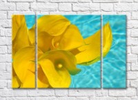 Pictură Rainbow Yellow calla lilies on blue water background (500286)