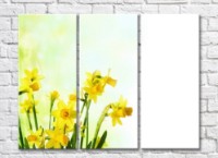 Pictură Rainbow Yellow daffodils on a white background (500289)