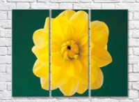 Pictură Rainbow Yellow dahlia on an emerald background (500298)