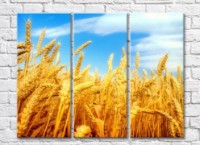 Pictură Rainbow Yellow ears of wheat against the blue sky (500288)