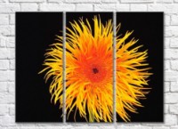 Картина Rainbow Yellow orange flower on a black background (500280)