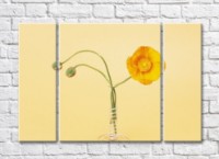 Pictură Rainbow Yellow poppy and two buds in a spiral vase (500299)