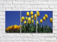 Pictură Rainbow Yellow tulip flowers against the sky (500819)