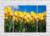 Pictură Rainbow Yellow tulips against the sky (500296)
