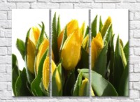 Pictură Rainbow Yellow tulips and green leaves on a white background (500292)
