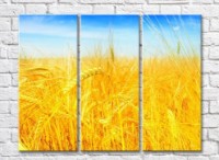 Pictură Rainbow Yellow wheat field against the sky (500276)