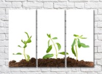 Pictură Rainbow Young sprouts in peat on a white background (500451)