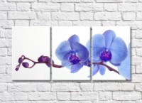 Картина Gallerix Lilac Orchid Branch (500657)