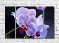 Картина Gallerix Lilac orchid on a dark background (500659)