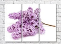 Картина Gallerix Lilac twig on a white background (500658)