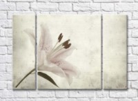 Картина Gallerix Lily flower on gray background (500787)