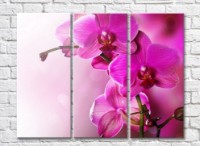 Pictură Gallerix Lush branch of pink orchid (500543)
