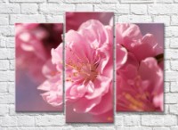 Pictură Gallerix Lush Sakura Blossom Close up (500555)