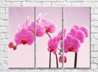 Pictură Gallerix Lush twigs of pink orchids (500544)