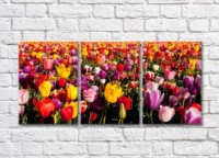 Pictură Gallerix Multicolored tulip field (500557)