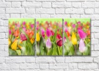 Pictură Gallerix Multicolored tulips on a green background (500562)