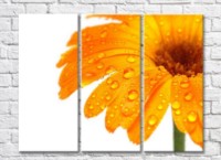 Картина Gallerix Orange gerbera flower with dew drops (500788)