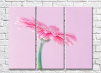 Pictură Gallerix Pink gerbera flower on a pink background (500608)