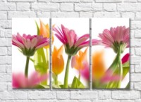 Pictură Gallerix Pink gerberas and orange tulips on white background (500577)