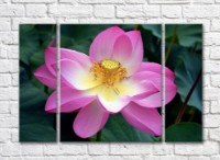 Pictură Gallerix Pink lotus on dark green leaf background (500604)