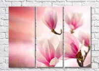 Pictură Gallerix Pink magnolia on a pink background (3448911)