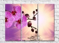 Pictură Gallerix Pink orchid at dawn by the water (3448912)