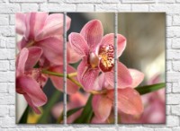 Pictură Gallerix Pink orchid flowers with a variegated heart (500595)