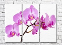 Pictură Gallerix Pink orchid on white background (500575)