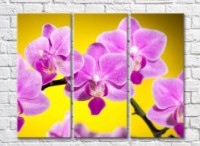 Pictură Gallerix Pink orchid on yellow background (500576)
