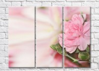 Pictură Gallerix Pink peony flower and buds (500610)