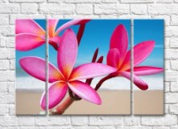 Pictură Gallerix Pink plumeria flowers on the background of the coast (500600)