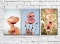 Pictură Gallerix Pink poppies in the field (3572586)