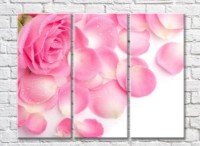 Картина Gallerix Pink rose flower and petals (500797)