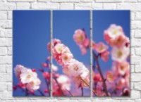 Pictură Gallerix Pink sakura flowers against a blue sky (500601)