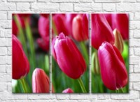 Pictură Gallerix Pink tulip flowers on green leaves background (500597)