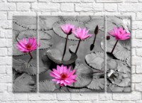 Pictură Gallerix Pink water lilies on a monochrome background of a pond (500581)