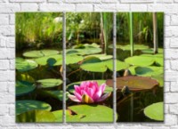 Pictură Gallerix Pink water lily on a pond against a background of reeds (500573)