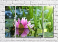 Pictură Gallerix Pink water lily on the pond in the sunshine (500572)