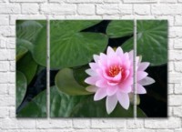 Pictură Gallerix Pink water lily on the water against a background of leaves (500571)