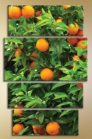 Картина Gallerix Polyptych orange tree (1547185)