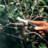 Садовый нож Fiskars K60 1001625 фото №3 — интернет-магазин Desire.md