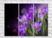 Pictură Gallerix Purple crocuses on a black background (500754)