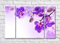 Pictură Gallerix Purple flowers and buds on an orchid branch (500758)