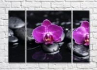 Pictură Gallerix Purple orchid flowers on a black background with stones (500760)