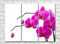 Pictură Gallerix Purple orchid flowers on branches with buds (500759)